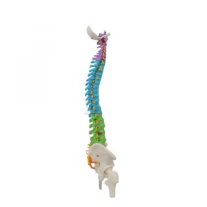 Right Side View of Spine Model for Teaching