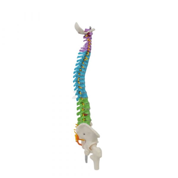 Right Side View of Spine Model for Teaching