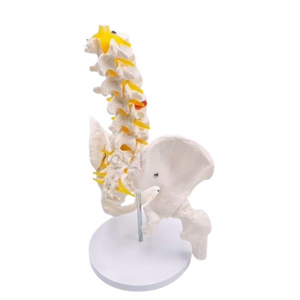 Side view of detachable lumbar spine model with pelvis