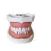 Frontal view of closed dental training model with white base