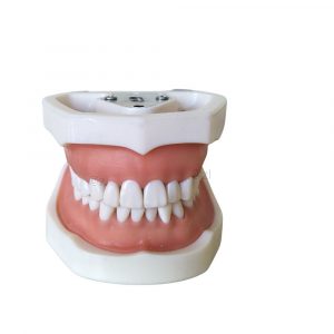 Frontal view of closed dental training model with white base