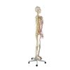 Left Side View of Skeleton Model with Colored Nerves and Blood Vessels