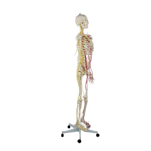 Left Side View of Skeleton Model with Colored Nerves and Blood Vessels