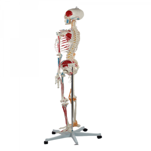 Right side anatomical view of 176cm skeleton model
