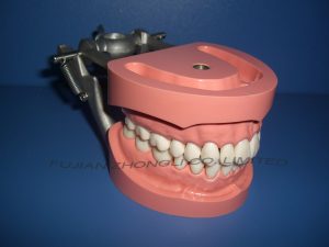 Typdont Teeth of Model for Abutment
