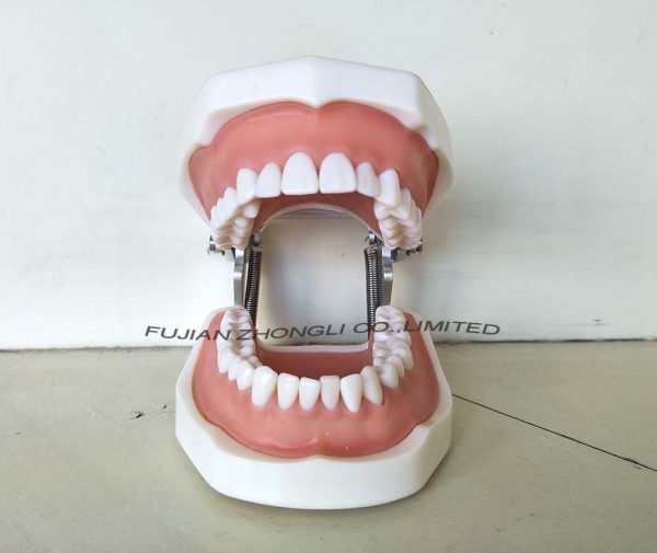 Prosthetic Restoration Typodont Teeth with Removable Screw Teeth