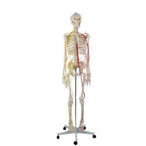 Front Standing Pose of Skeleton Model with Nerve and Artery Routes