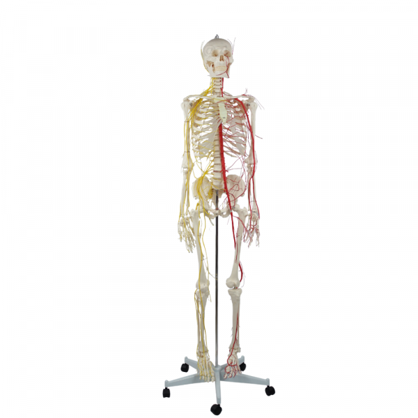 Front Standing Pose of Skeleton Model with Nerve and Artery Routes