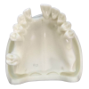 Upper Jaw Implant Model with Tooth Anatomy