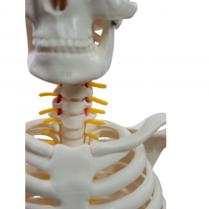 Close-up of cervical vertebrae and spinal nerves