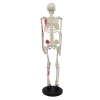 Rear view of 85cm skeleton with half muscle and base support