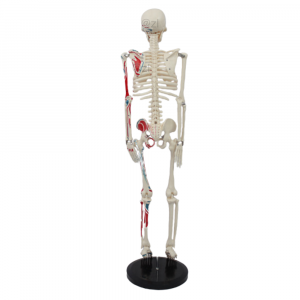 Rear view of 85cm skeleton with half muscle and base support