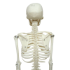 Rear view of 85CM human skeleton model
