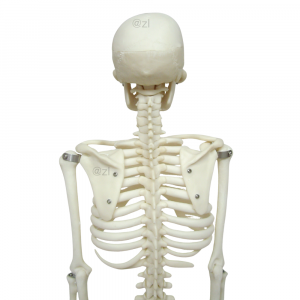 Rear view of 85CM human skeleton model