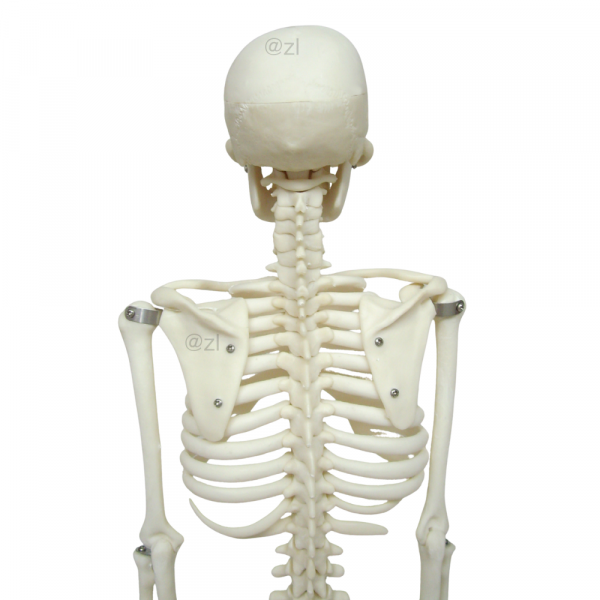 Rear view of 85CM human skeleton model