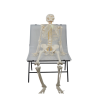 Sitting Pose of 176cm Skeleton Model Full-size human skeleton model sitting on a platform for anatomical education