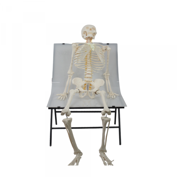 Sitting Pose of 176cm Skeleton Model Full-size human skeleton model sitting on a platform for anatomical education