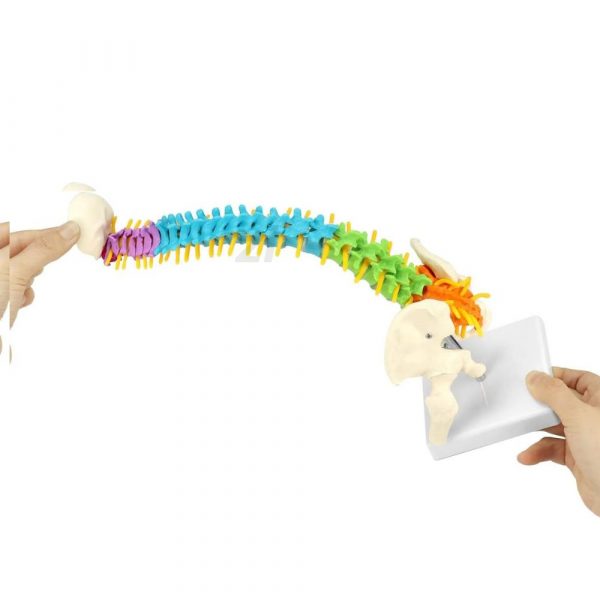 Color-Coded Flexible Human Spine Model with Pelvis and Femurs