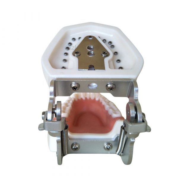 Occlusal view of full dental typodont model with open upper jaw