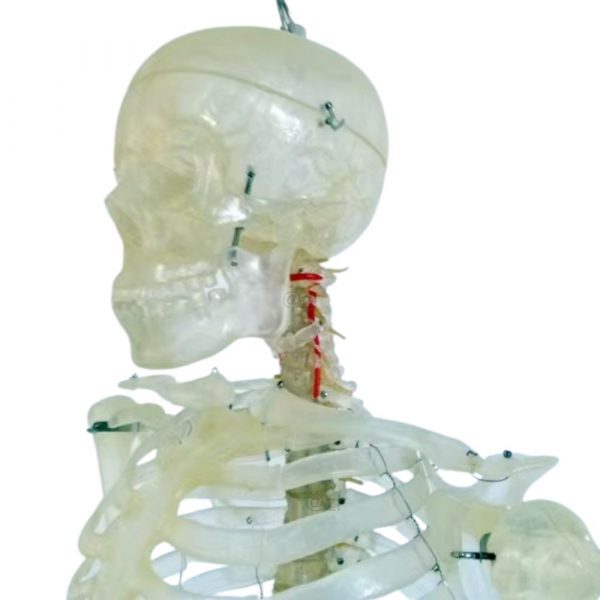 Transparent skull and cervical spine with nerves