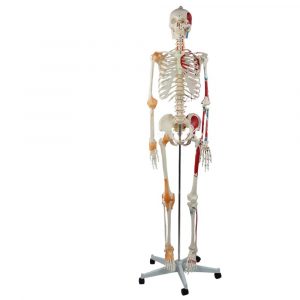 176cm adult full-body skeleton model front view