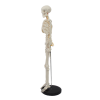 Side profile of compact skeleton model for education