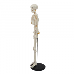 Side profile of compact skeleton model for education