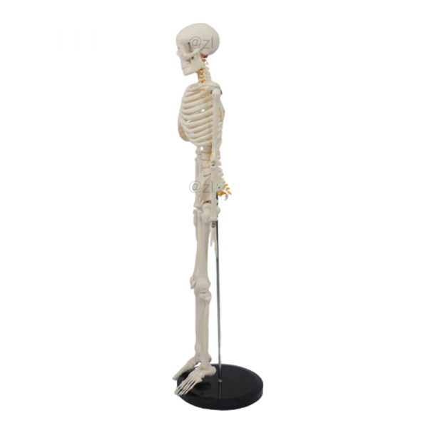 Side profile of compact skeleton model for education
