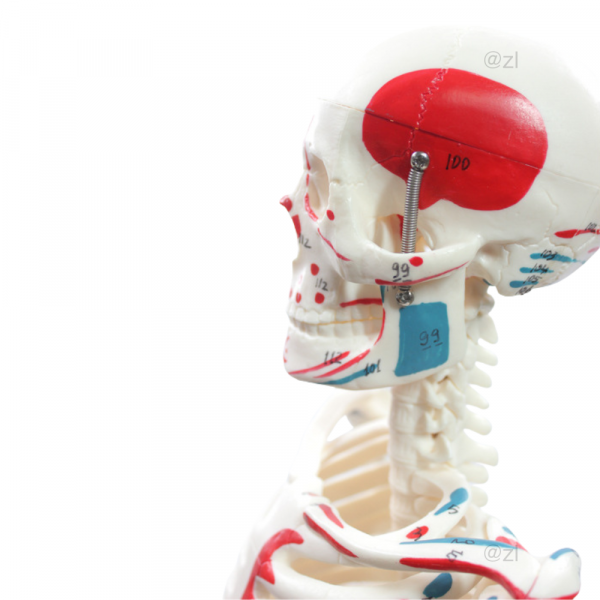 Skull close-up of anatomical model with muscle markings and bone numbering