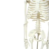 Angled full-body view of 85CM skeleton model
