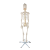Life-Size Skeleton Model Rear View Back view of full-body skeleton model showing vertebrae and pelvic bones