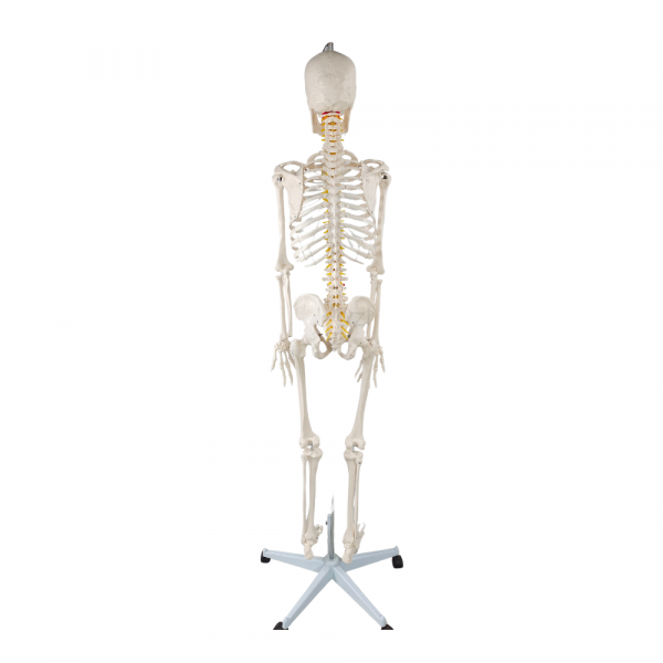 Life-Size Skeleton Model Rear View Back view of full-body skeleton model showing vertebrae and pelvic bones