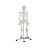 Posterior Skeleton Model with Colored Spine Rear skeletal structure with vertebrae color coding on metal stand