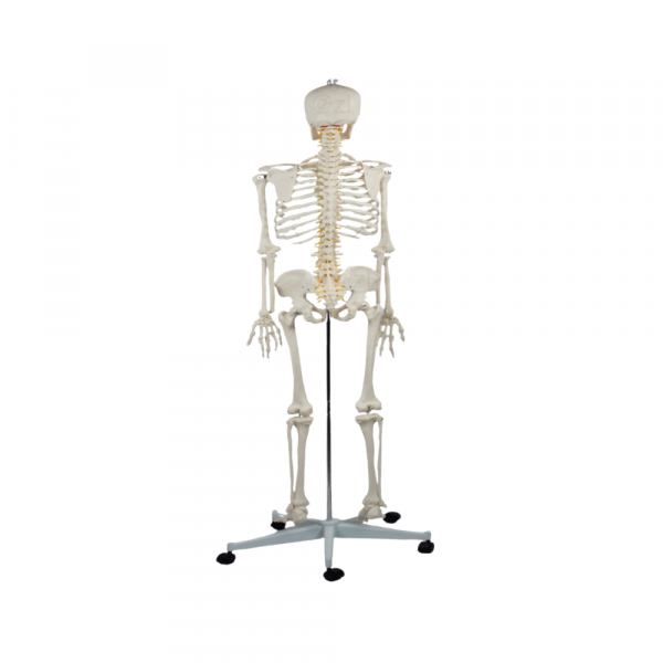 Posterior Skeleton Model with Colored Spine Rear skeletal structure with vertebrae color coding on metal stand