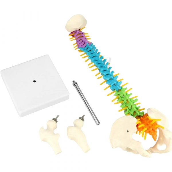 Color-Coded Flexible Human Spine Model with Pelvis and Femurs
