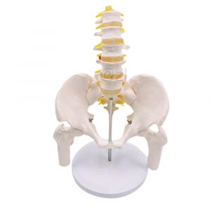Front view of lumbar spine model with pelvis