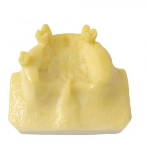 Rear view of anatomical nasal base model with protrusions