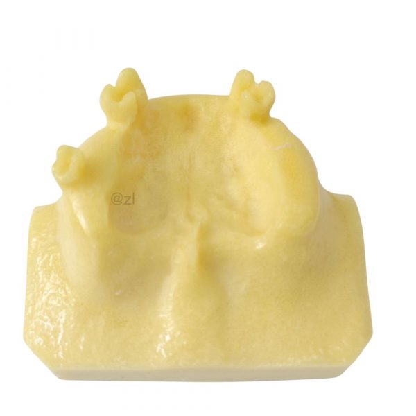 Rear view of anatomical nasal base model with protrusions