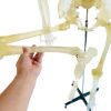 Transparent human skeleton thigh bone demonstration
