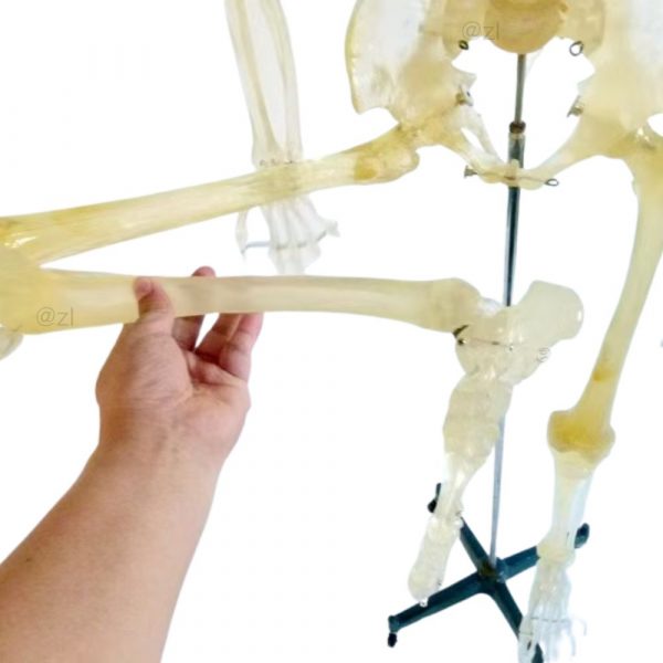 Transparent human skeleton thigh bone demonstration