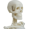 Skull side view on anatomical skeleton