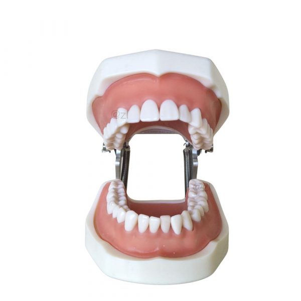 Front-open view of dental model showing aligned upper and lower teeth