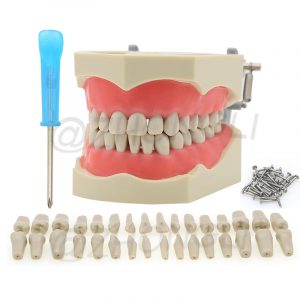 Columbia's Advanced Dental Model with Replacement Teeth