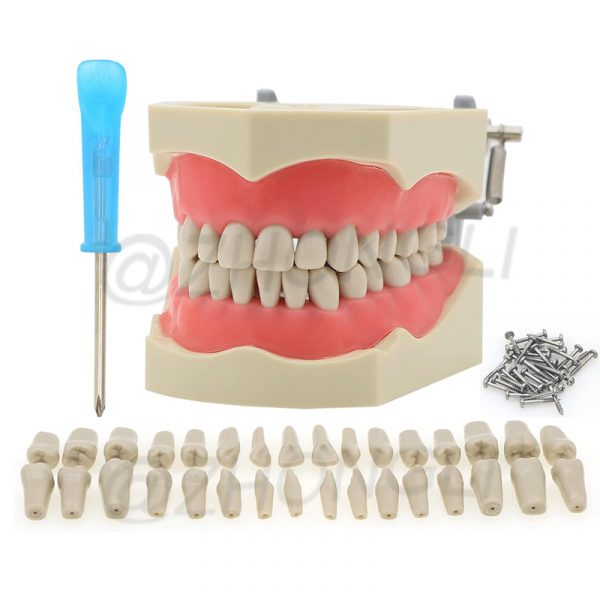 Columbia's Advanced Dental Model with Replacement Teeth