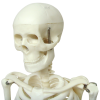 Close-up of human skull on 85CM model