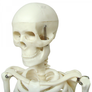 Close-up of human skull on 85CM model
