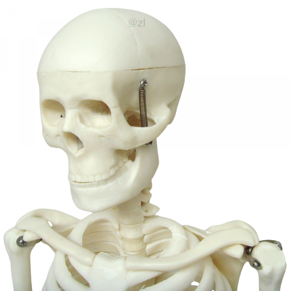 Close-up of human skull on 85CM model