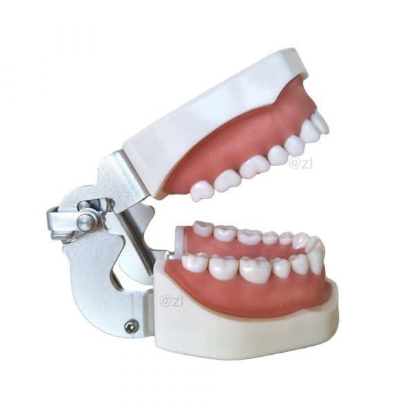 Left side view of dental typodont with stainless steel hinge