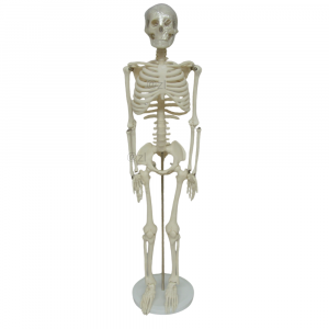 85CM human skeleton model full front view