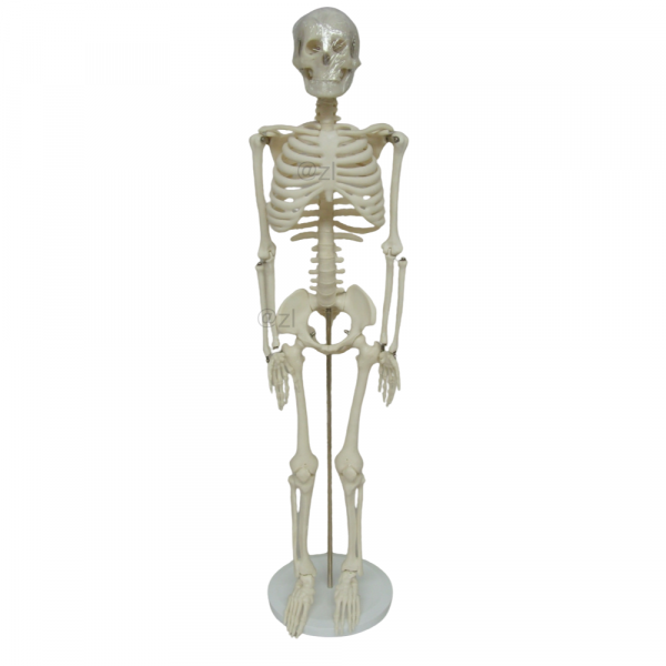 85CM human skeleton model full front view